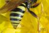 Nomada goodeniana